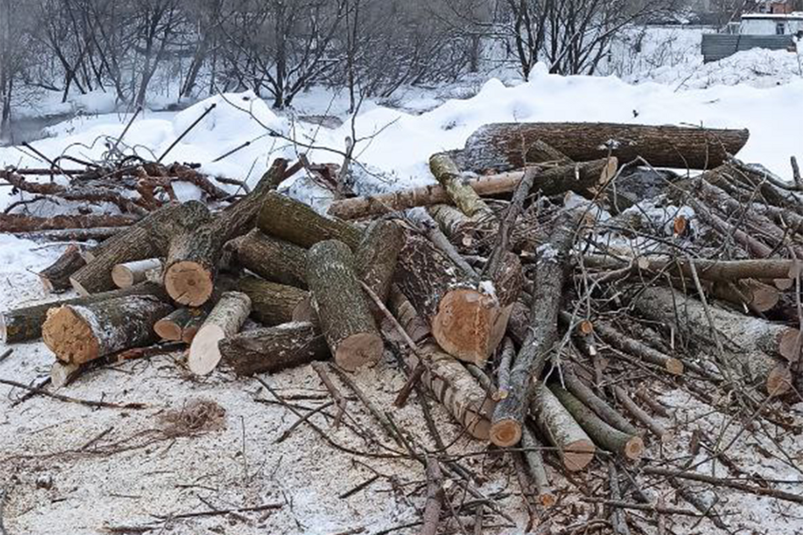 Жители подмосковных Химок жалуются на незаконную вырубку деревьев №1